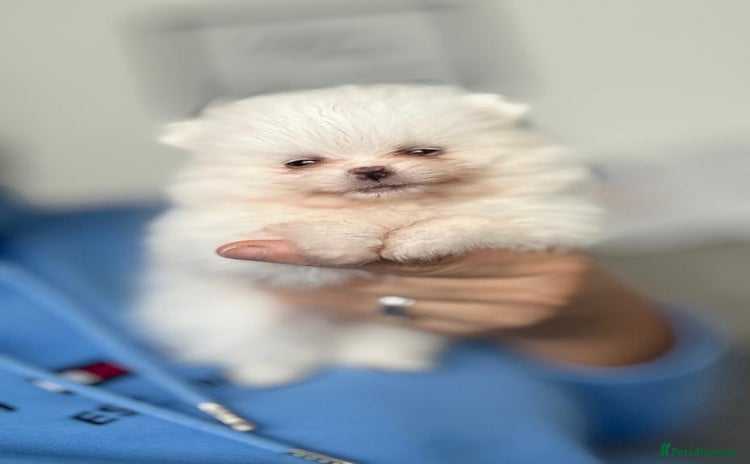 Pomeranian dogs - Advert 3