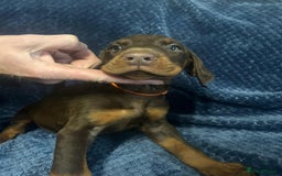 Dobermann dogs for sale: 7 handsome doberman pups - Image 7