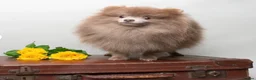 Pomeranian dogs for sale: Lilac parti pom poms  - Advert 9