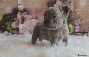 French Bulldog dogs Welcome to the Fluffy Crew 🥰 - Advert 6