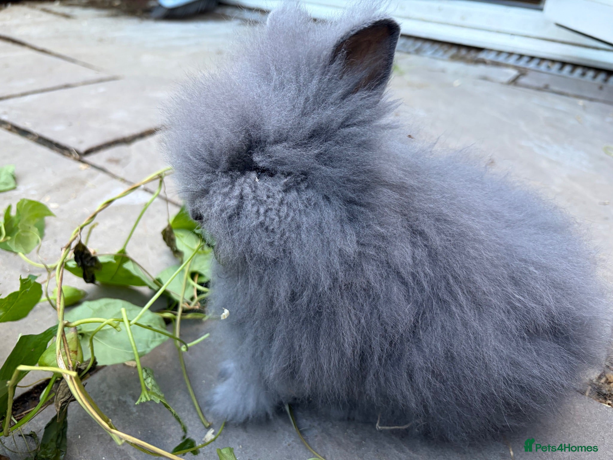Lionhead rabbits Fluffy double mane lion head rabbits for sale  - Advert 19