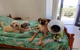 Mixed Breed dogs for adoption: Bobi! - Image 7