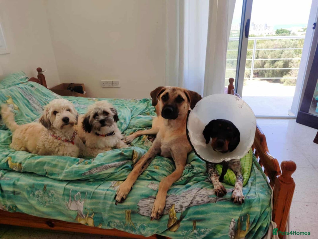 Mixed Breed dogs for adoption: Bobi! - Image 7