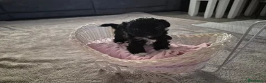 Shih Tzu 1