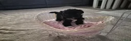 Shih Tzu dogs for sale: Shi tzu puppies  in Redcar - Advert 6