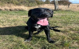 Labrador Retriever dogs for stud: Healthy, gentle Lab boy for stud - Image 2