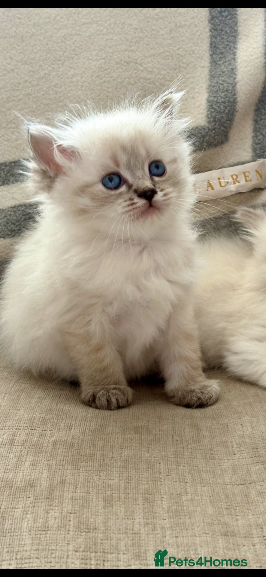 Ragdoll cats for sale: ♥️ STUNNING GCCF BABIES ♥️ - Advert 22