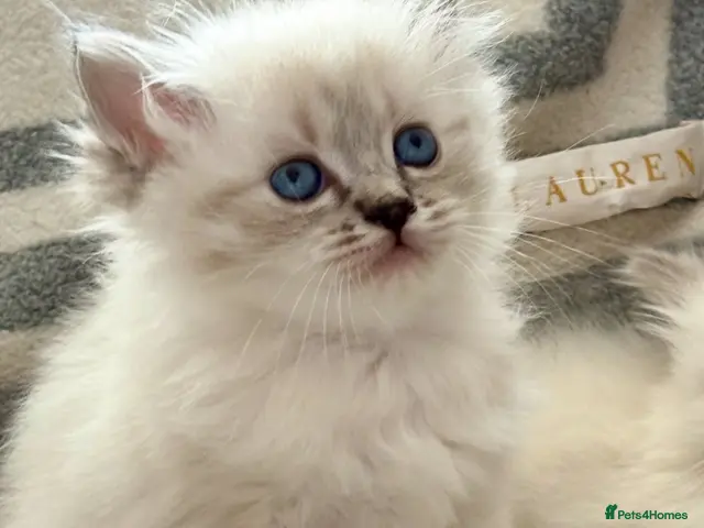 Ragdoll cats for sale: ♥️ STUNNING GCCF BABIES ♥️ - Advert 22
