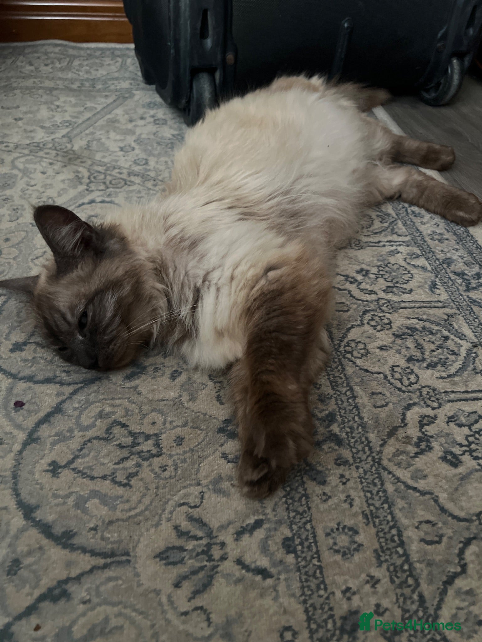Ragdoll cats 🥰🥰🥰 - Advert 5