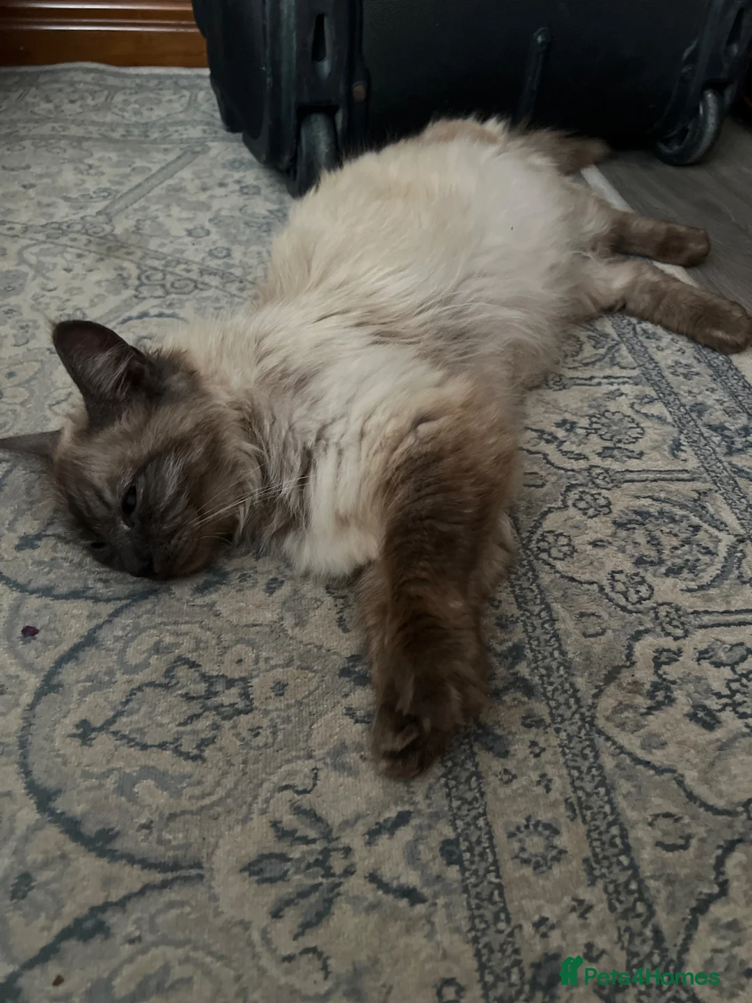 Ragdoll cats for sale: 🥰🥰🥰 - Advert 1