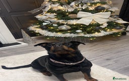 Rottweiler dogs for sale: Female Rottweiler  - Image 4