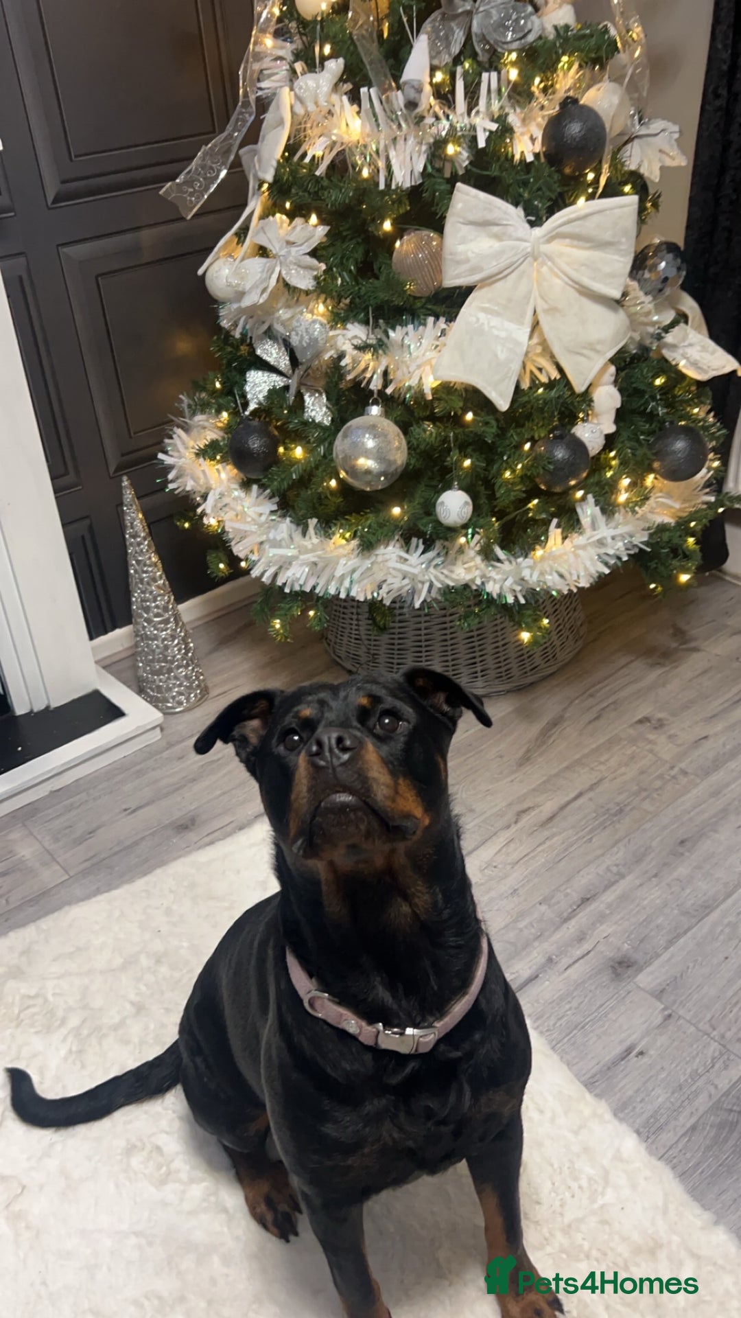 Rottweiler dogs for sale: Female Rottweiler  - Image 4