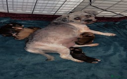 Lhasa Apso dogs for sale: 5 beautiful Lhasa babies! - Image 9
