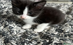 Mixed Breed cats for sale: Male kittens 10 weeks old - Image 3