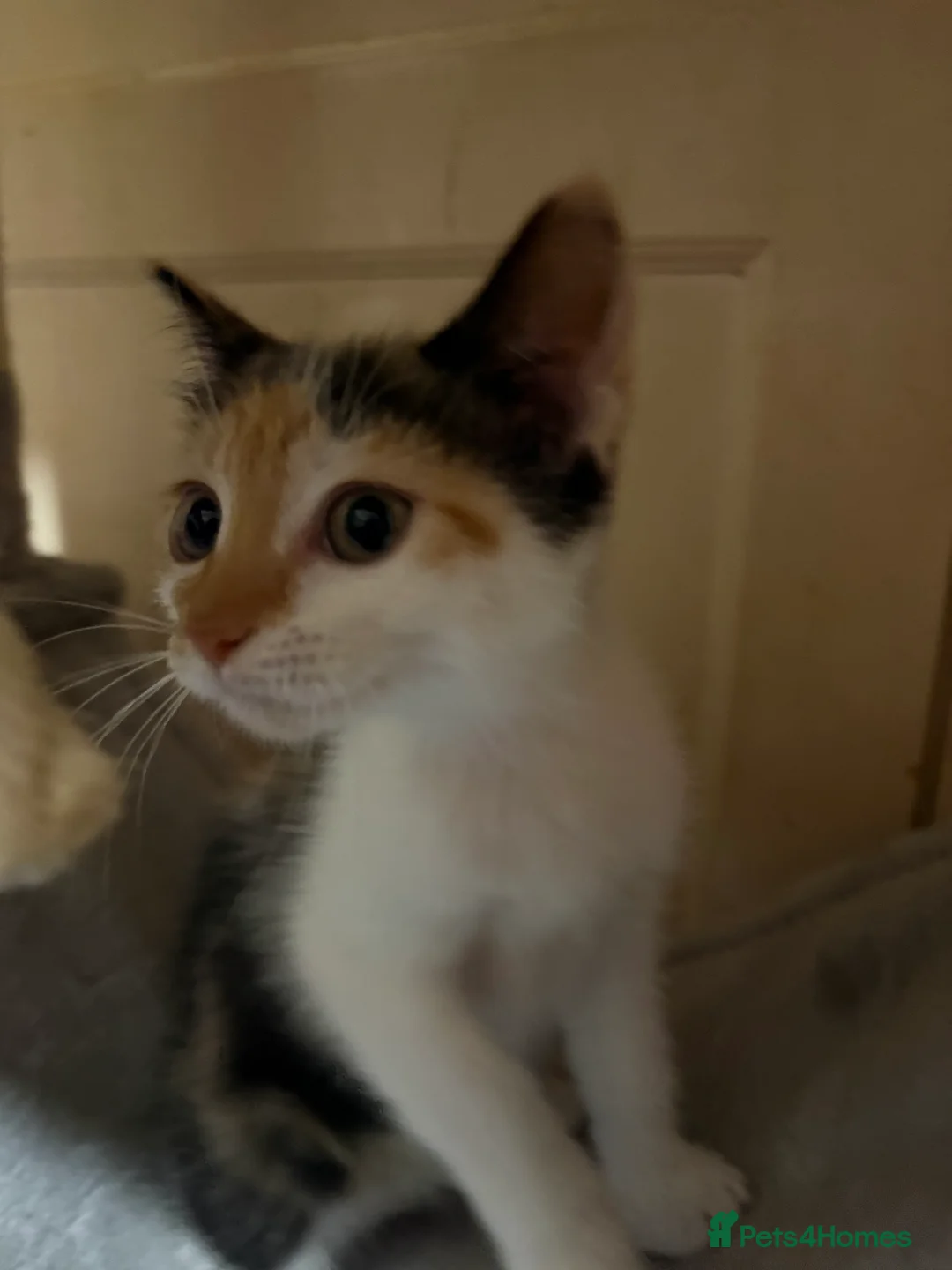 Mixed Breed cats for sale: Two Siamese x tabby kittens for sale - Advert 2