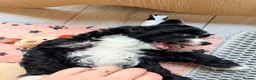 Chinese Crested dogs for sale: Pure breed Chinese Crested  - Advert 2