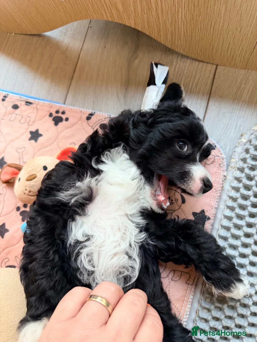 Chinese Crested dogs for sale: Pure breed Chinese Crested  - Advert 2