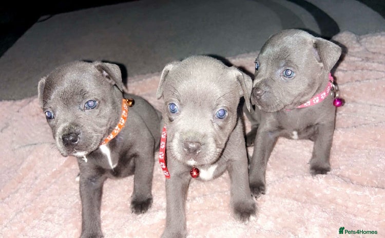 Staffordshire Bull Terrier dogs - Advert 2