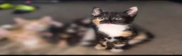 Mixed Breed cats for sale: Kittens DESPERATELY looking for their new homes🐾 in Alexandria - Advert 2