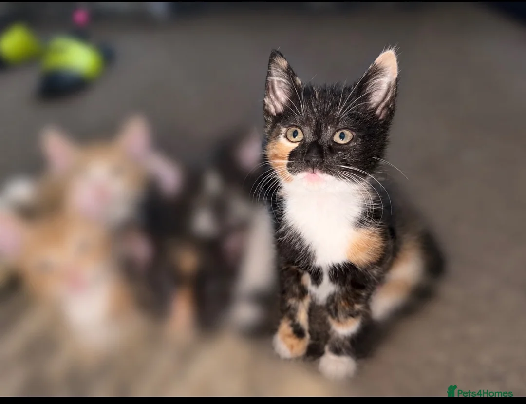 Mixed Breed cats for sale: Kittens DESPERATELY looking for their new homes🐾 in Alexandria - Advert 2