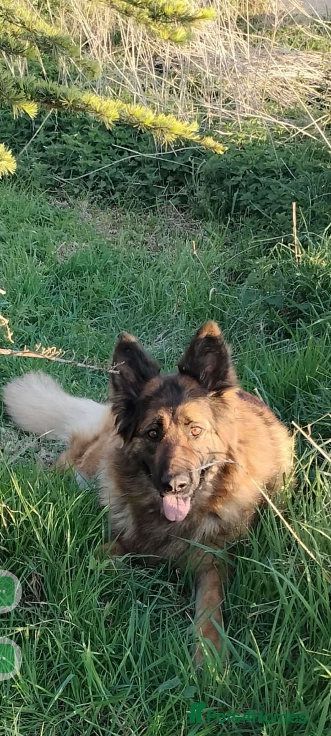 German Shepherd dogs for sale: Fabulous chunky German shepherd puppies - Image 5