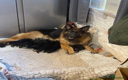 German Shepherd dogs for sale: Outstanding long coat German shepherd puppies  - Image 27