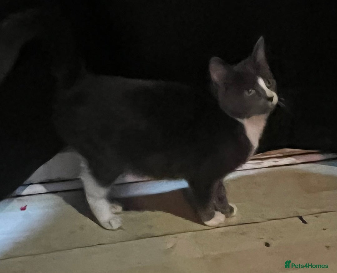 Mixed Breed cats for sale: Munchkin x British shorthair kittens - Advert 33