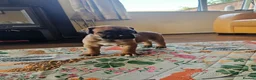 Mixed Breed dogs for sale: Cane Corso x Performance Mastiff  - Advert 27