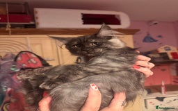 Maine Coon cats for sale: Last 2 girls remaining  in Ilminster - Image 8