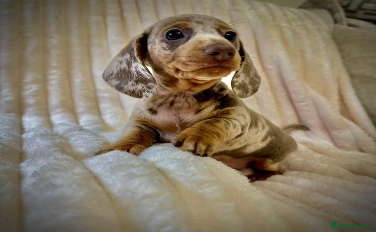 Miniature Dachshund dogs - Advert 1