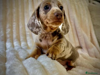 Miniature Dachshund dogs - Advert 3