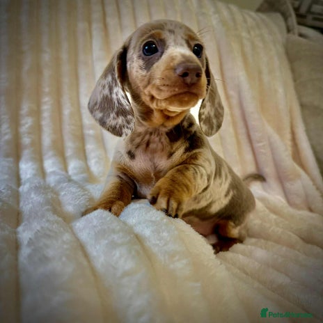 Miniature Dachshund dogs - Advert 1