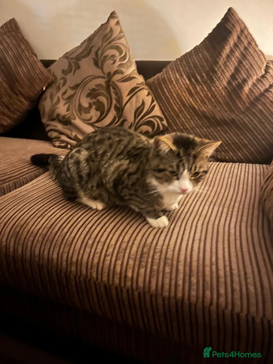 Domestic Shorthair cats for sale: Cats looking for new home - Advert 2