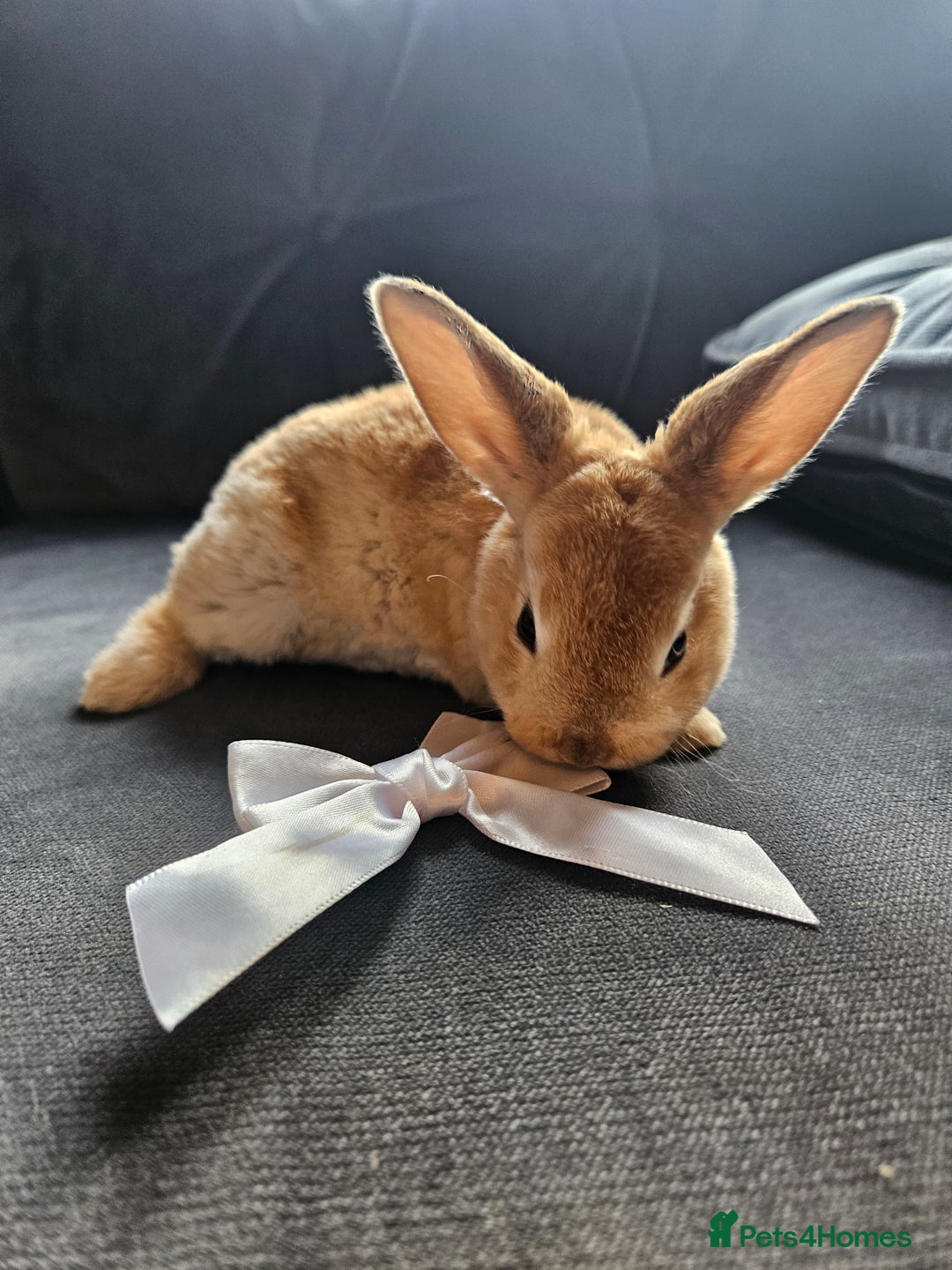 Mini Lop rabbits for sale: Red Rex x Mini Plush Lop - Advert 3