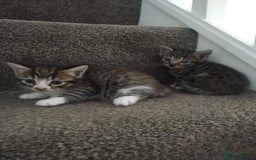 Mixed Breed cats for sale: 4 beautiful kittens ready for their forever home - Advert 13