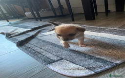 Miniature Pinscher dogs for sale: Miniature pinscher puppys - Advert 15