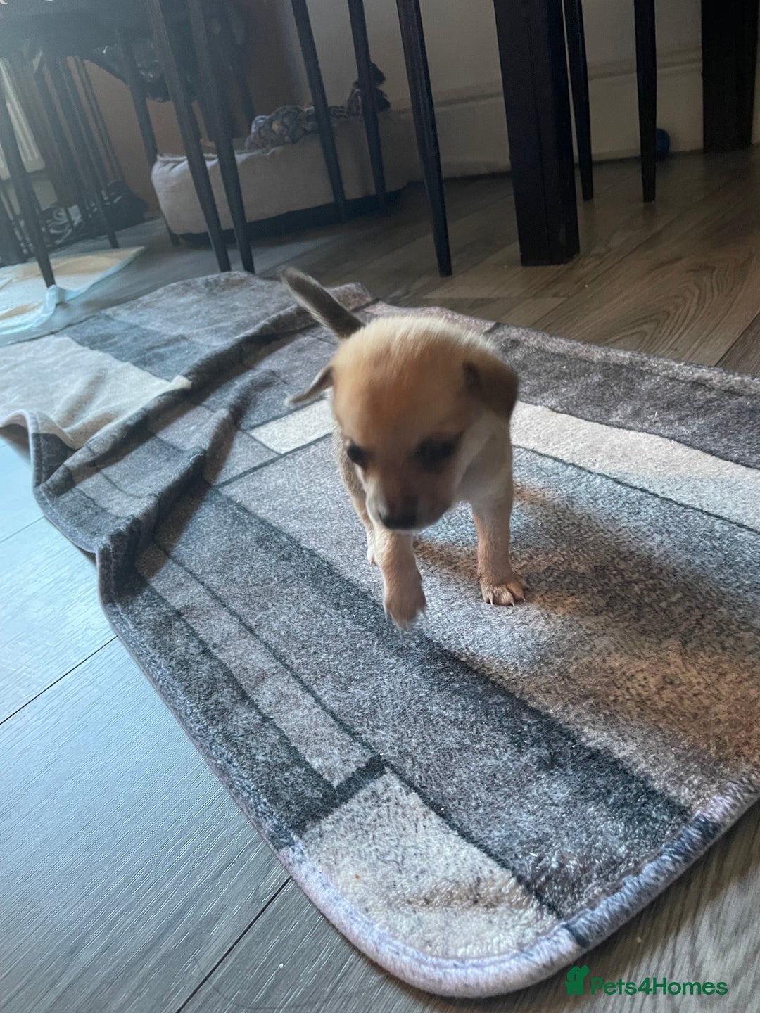 Miniature Pinscher dogs for sale: Miniature pinscher puppys - Advert 15