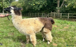 Llama livestock for sale: Long-Haired Argentinian Llama, Female - Image 1