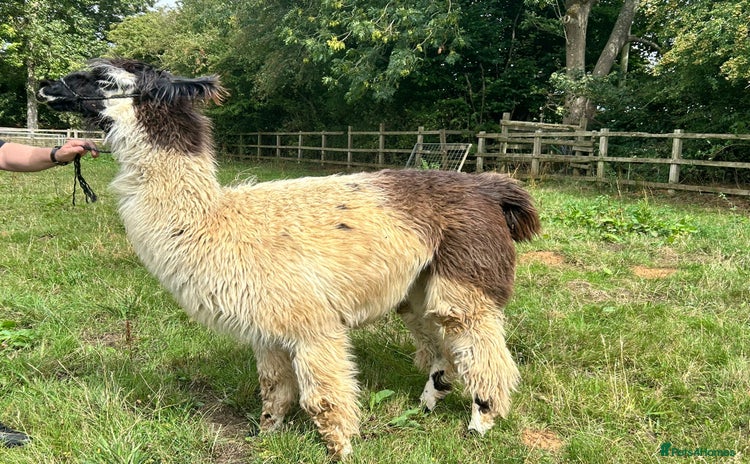 Llama livestock - Advert 1