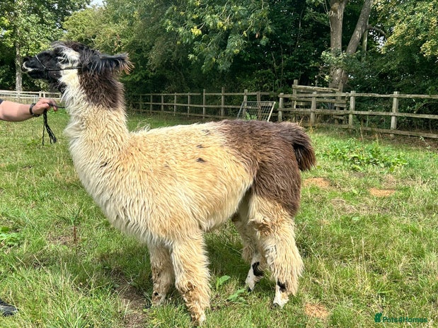 Llama livestock - Advert 5