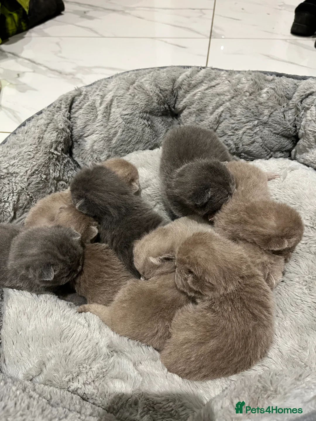 British Shorthair cats for sale: British Shorthair kittens 🐈‍⬛ - Advert 6