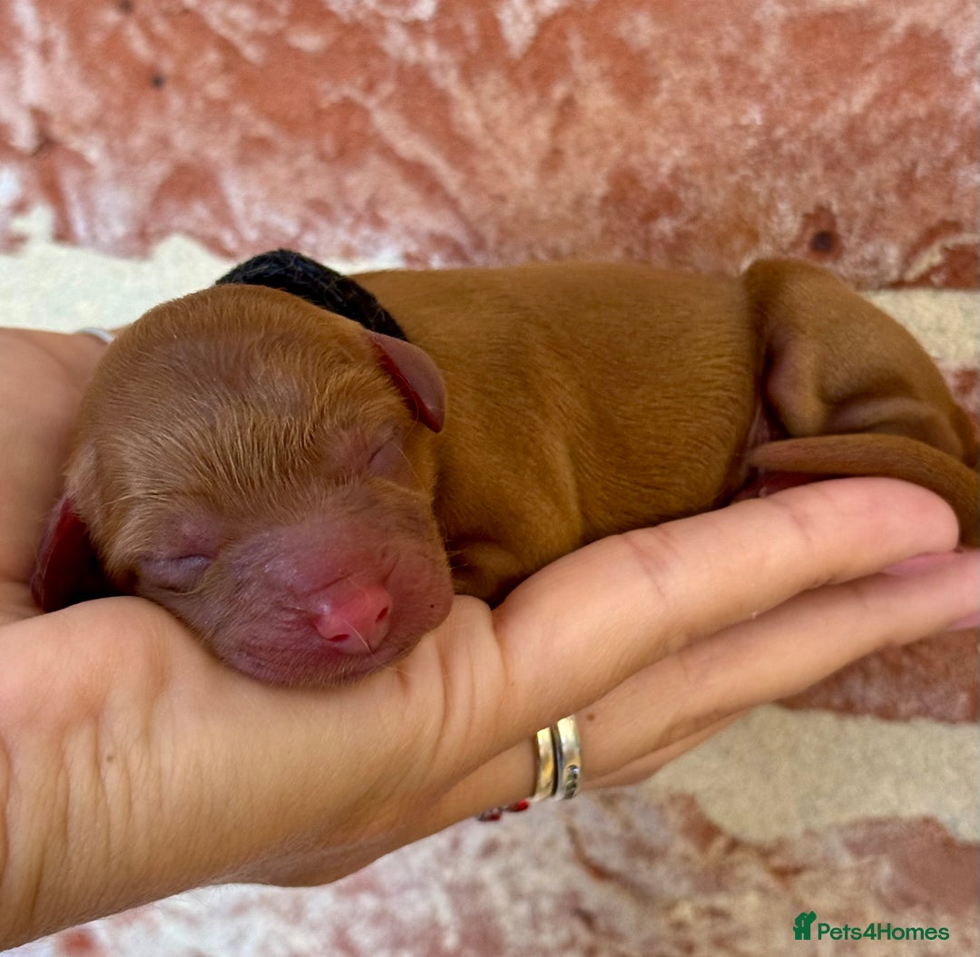 Cavapoo dogs for sale: F1 Cavapoo males 🖤🩵 - Image 9