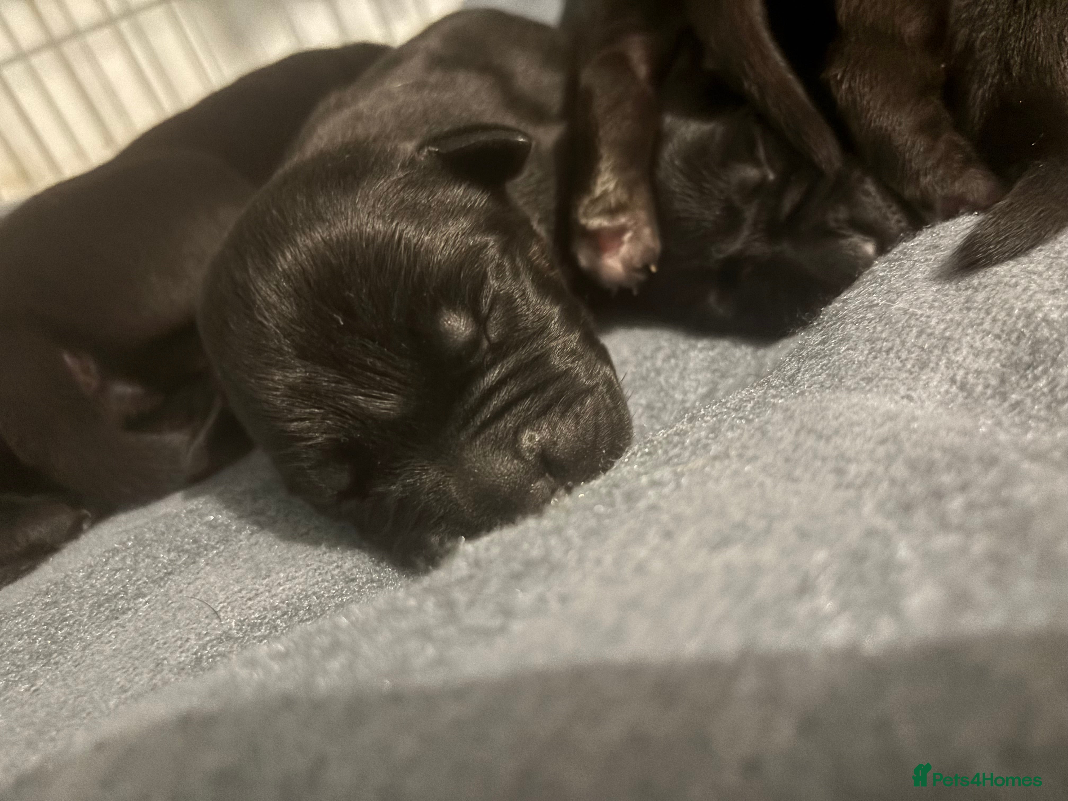 Cane Corso dogs Cane corso puppies for sale  - Advert 13