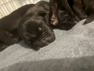 Cane Corso dogs Cane corso puppies for sale - Advert 13