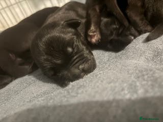 Cane Corso dogs Cane corso puppies for sale - Advert 15