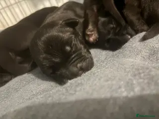 Cane Corso dogs Cane corso puppies for sale - Advert 4