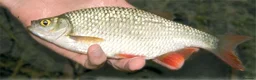 Minnows fish for sale: Native Fish Minnows, Carp, Perch, Silver Fish etc - Advert 9
