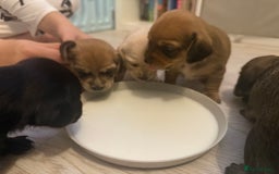 Mixed Breed dogs for sale: Schweenie pups  - Image 6