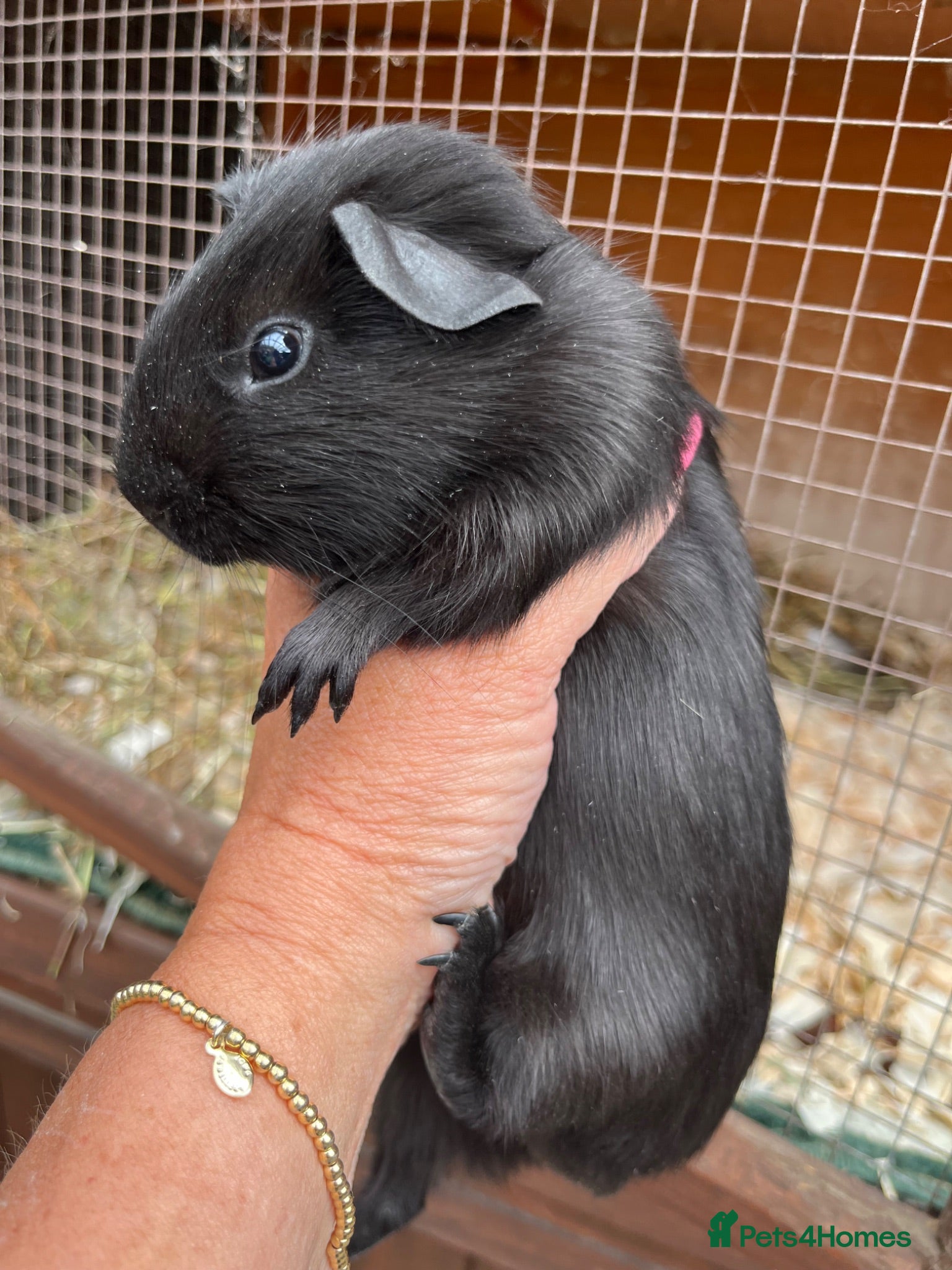 Guinea Pig rodents 3 Baby Guinea pigs for sale ready now  - Advert 17