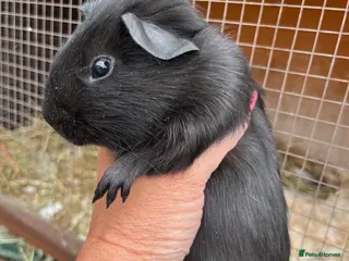 Guinea Pig rodents 3 Baby Guinea pigs for sale ready now - Advert 9
